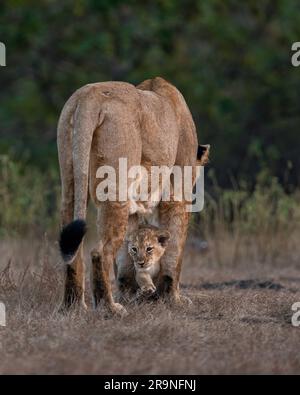 La lionne se tenant au-dessus d'un cub. GIR NATIONAL PARK; INDE: DES PHOTOS RARES et belles ont montré des oursons nouveau-nés jouant à l'extérieur malgré lio Banque D'Images