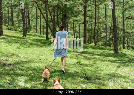 Jeune femme marchant avec ses chiens de corgi dans la forêt Banque D'Images