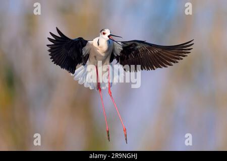 Pilotis à ailes noires (Himantopus himantopus), vue de face d'un adulte en vol, Campanie, Italie Banque D'Images