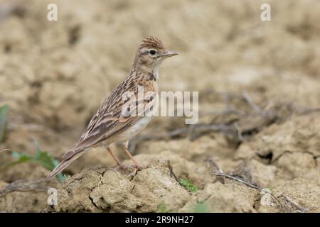 Grand Lark à embout court (Calandrella brahydatyla), vue latérale d'un adulte debout au sol, Campanie, Italie Banque D'Images