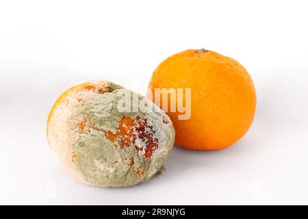 Mandarine recouverte de moisissure et fraîche sur fond blanc Banque D'Images