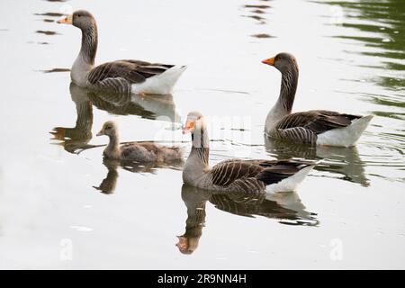 Cette belle famille de Bernaches du Canada et d'oisons nagent sur les rives de la Tamise à Abingdon. Anser anser est originaire de l'Europe du Nord A. Banque D'Images