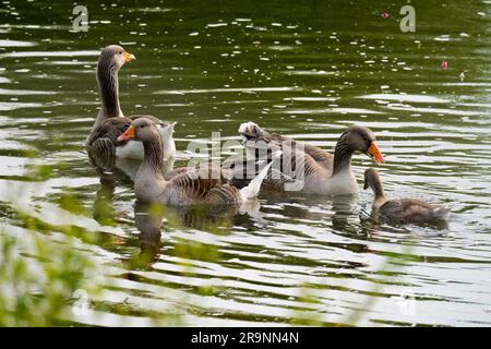 Cette belle famille de Bernaches du Canada et d'oisons nagent sur les rives de la Tamise à Abingdon. Anser anser est originaire de l'Europe du Nord A. Banque D'Images