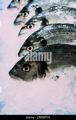 Poisson frais Seabass avec glace sur fond glacé. Banque D'Images