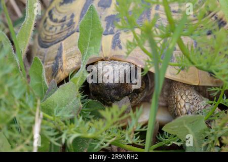 Griechische Landschildkröte, Landschildkröte, Schildkröte, Testudo hermanni, Testudo hermanni boettgeri,Tortue d'Hermann, tortue grecque, la Tortue Banque D'Images