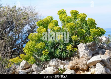 Palisaden-Wolfsmilch, Palisadenwolfsmilch, Euphorbia chacias, pinge méditerranéenne, pinge albanaise, L'Euphorbe chacias, Euphorbe des garrigues, W Banque D'Images