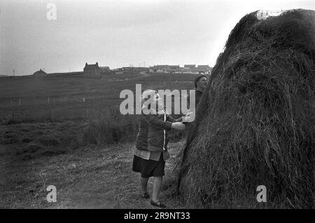 Crofting des îles Shetland. Crofters, mari et femme construisant une pile de foin. Nouvelles maisons de l'industrie pétrolière sur la colline à distance. Shetlands Mainland, îles Shetland, Écosse, vers 1979. ROYAUME-UNI 1970S HOMER SYKES Banque D'Images