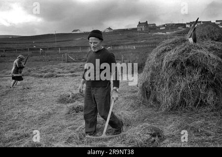 Crofting des îles Shetland. Crofters, mari et femme construisant une pile de foin. Nouvelles maisons de l'industrie pétrolière sur la colline à distance. Shetlands Mainland, îles Shetland, Écosse, vers 1979. ROYAUME-UNI 1970S HOMER SYKES Banque D'Images