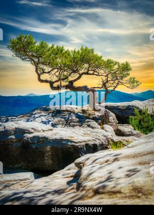 Le temps pin sur le Lilienstein dans les montagnes de grès d'Elbe, en allemagne Banque D'Images