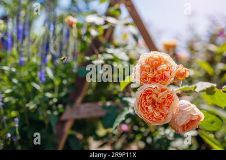 Gros plan de la princesse de la Couronne Margareta escalade rose floraison dans le jardin par veronika. Des fleurs orangées poussent sur le stand. Banque D'Images