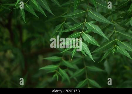 Nouvelle feuille supérieure de plante de neem Banque D'Images