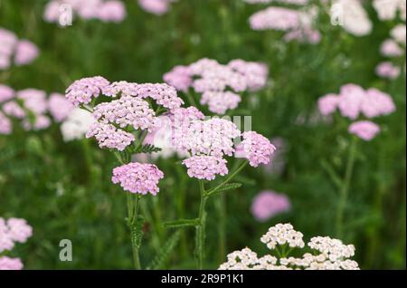 Achillea millefolium L. - tête de fleur d'un yarrow commun - également connu sous le nom de milfoil - herbacé vivace. Colombie-Britannique, Canada. Banque D'Images