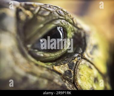 Gros plan d'un œil de tortue Banque D'Images