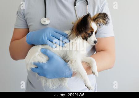 VET en uniforme de travail tenant un chien de paillon dans ses bras Banque D'Images