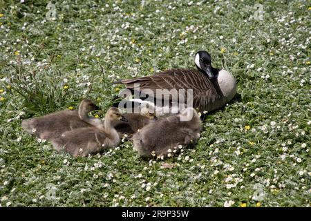 Bernache du Canada Branta canadensis se reposant avec de jeunes poussins Wildfowl & Wetlands Trust; (WWT) Slimbridge; Royaume-Uni Banque D'Images