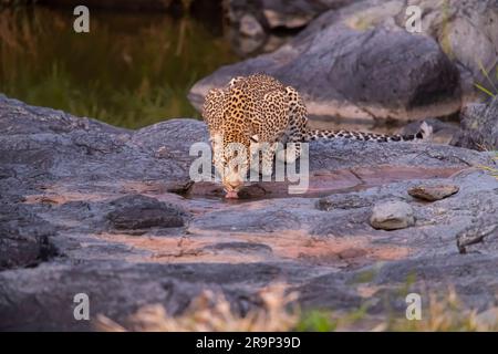 Léopard africain (Panthera pardus). Femme buvant dans une piscine de roche. Kenya Banque D'Images