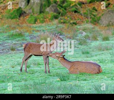 Red Deer (Cervus elaphus). Mentir tout en toilettant son veau dans un pré. Allemagne Banque D'Images