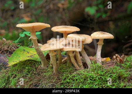 Champignon du miel (Armillaria ostoyae). Corps de fruits sur bois en décomposition. Allemagne Banque D'Images