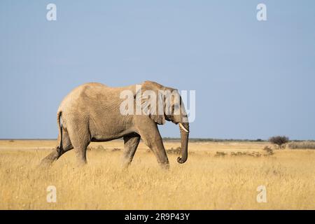 Éléphants (Loxodonta africana) traversant le désert. Parc national d'Etosha, Namibie, Afrique. Banque D'Images