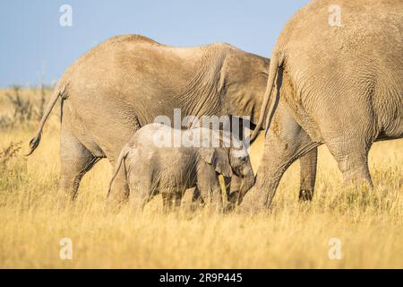 Éléphants (Loxodonta africana) traversant le désert. Parc national d'Etosha, Namibie, Afrique. Banque D'Images