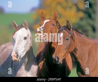 Cheval arabe. Jeune étalon faisant les jeunes hommes de la fleur, accompagné de deux amis. Allemagne Banque D'Images