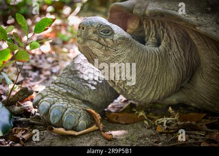 Seychelles Tortue géante, Aldabra Tortue géante (Aldabrachelys gigantea) sur l'île Curieuse, île de Praslin, Seychelles Banque D'Images