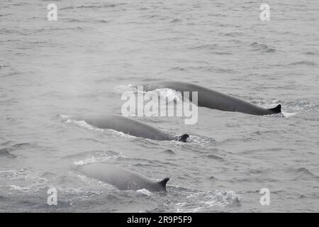 Rorqual commun (Balaenoptera physalus). Trois baleines se brisant à travers la surface, Svalbard, Norvège Banque D'Images