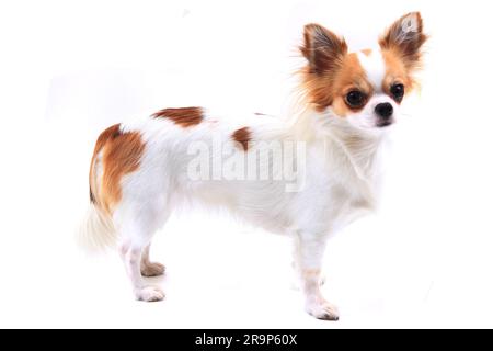 Cheveux longs chihuahua Viola isolé sur le fond blanc Banque D'Images