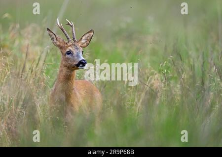 Cerf de Roe de l'Ouest (Capreolus capreolus). Roebuck debout dans l'herbe haute. Allemagne Banque D'Images