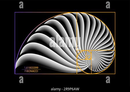 Fibonacci Sequence Golden ratio. Formes géométriques en spirale. Spirale d'escargot. Enveloppe de mer de cercles blancs. Modèle de logo de géométrie sacrée. Vecteur isolé Illustration de Vecteur