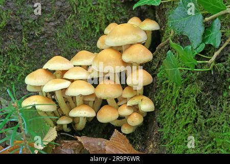 Tuft de soufre (Hypholoma fasciculare). Une souche sur une souche d'arbre. Allemagne Banque D'Images