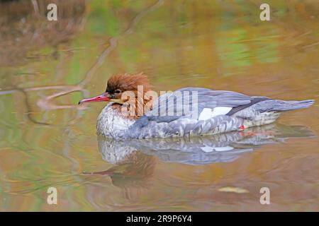 Merganser commun, Goosander (Mergus merganser), femelle sur l'eau. Allemagne Banque D'Images