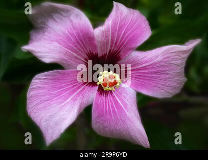 Gros plan de la fleur d'hybiscus, Hawaï Banque D'Images