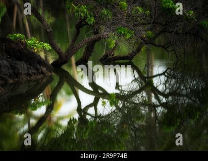 Réflexion des arbres dans les étangs de poissons hawaïens anciens - Kalahuipuaa. Hawaï, la grande île Banque D'Images