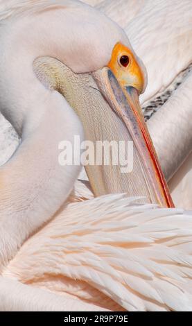 Gros plan d'un pélican rose à Saint James Park, Londres Banque D'Images