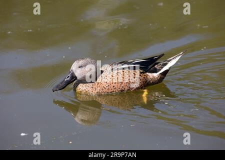 Anas platalea nageant de canard de la pelle butte, un seul homme, Wildfowl & Wetlands Trust ; Slimbridge (WWT) ; Royaume-Uni Banque D'Images