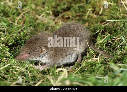 Moins de White-denté Shrew (Crocidura suaveolens) sur la mousse. Allemagne Banque D'Images