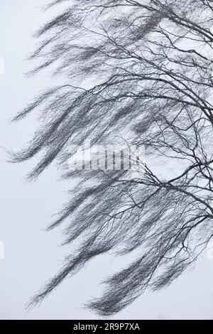Bouleau argenté (Betula pendula) brindilles fines et branches d'un arbre en hiver soufflant dans le vent, Berwickshire, Scottish Borders, Écosse, février 2020 Banque D'Images