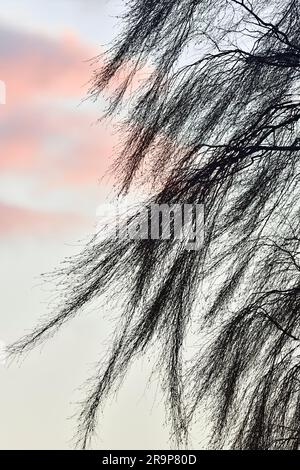 Bouleau argenté (Betula pendula) brindilles fines et branches d'un arbre en hiver soufflant dans le vent au crépuscule, Berwickshire, Scottish Borders, Écosse. Banque D'Images