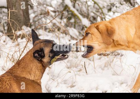 Broholmer et Berger belge, Malinois. Deux chiens adultes jouant avec un bâton dans la neige. Allemagne Banque D'Images