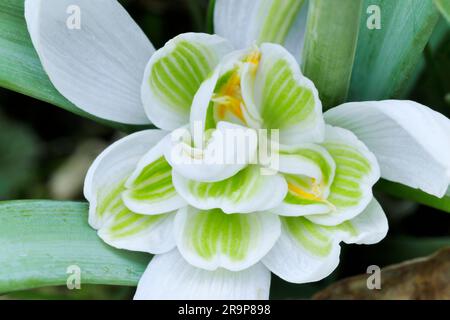 Snowdrop (Galanthus nivalis) gros plan montrant le dessous d'une variété cultivée à double fleur poussant dans du bois décidé dans un parc, en Écosse Banque D'Images
