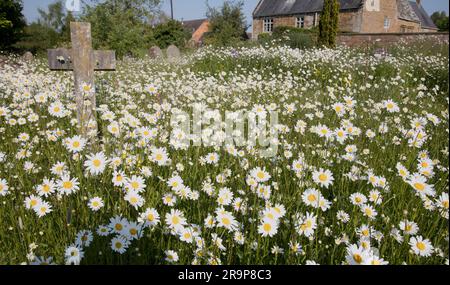 Fleurs sauvages en pleine fleur dans la rue de churchyard Lawrence Church Oxhill Warks Royaume-Uni Banque D'Images