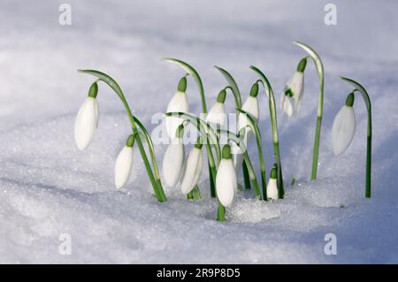 Des gouttes de neige (Galanthus nivalis) émergent par la neige, Roxburghshire, Scottish Borders, Écosse, février 2009 Banque D'Images