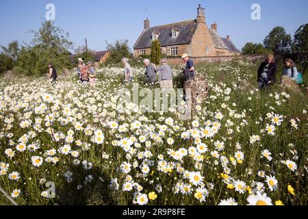 Fleurs sauvages en pleine fleur dans la rue de churchyard Lawrence Church Oxhill Warks Royaume-Uni Banque D'Images