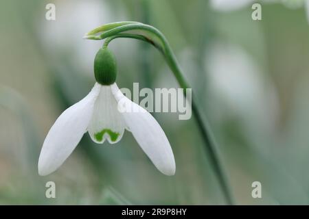 Snowdrops (Galanthus nivalis) gros plan d'une fleur unique, Roxburghshire, Scottish Borders, Écosse, février 2015 Banque D'Images