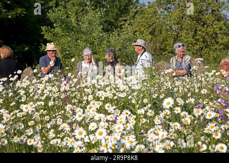 Fleurs sauvages en pleine fleur dans la rue de churchyard Lawrence Church Oxhill Warks Royaume-Uni Banque D'Images