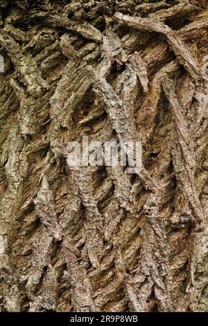 Motif d'écorce de châtaignier doux (Castanea sativa) sur le tronc d'un arbre vétéran mature au printemps, Hopeton House Country Park, Midlothian, Écosse. Banque D'Images