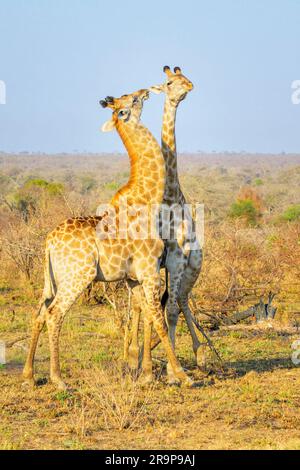 Girafe (Giraffa camelopardalis) taureaux luttant pour la domination, parc national Kruger, Afrique du Sud. Banque D'Images