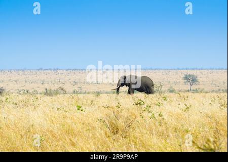 Éléphant d'Afrique (Loxodonta africana) taureau marchant sur la savane, parc national Kruger, Limpopo, Afrique du Sud. Banque D'Images