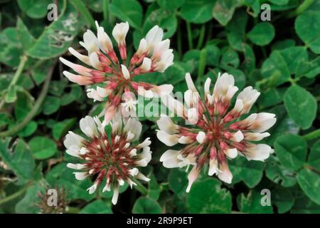 Trèfle blanc (Trifolium repens) gros plan de fleurs sur des plantes qui poussent à trois Hagges Wood Meadow, North Yorkshire, Angleterre, juin 2021 Banque D'Images